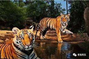 搞笑老虎 印度,印度搞笑老虎的欢乐日常